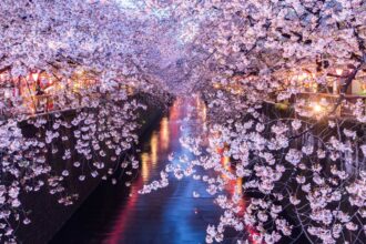 12 Jours de Voyage : Envolez-vous pour Tokyo pour 466 € pendant la Saison des Cerisiers en Fleurs