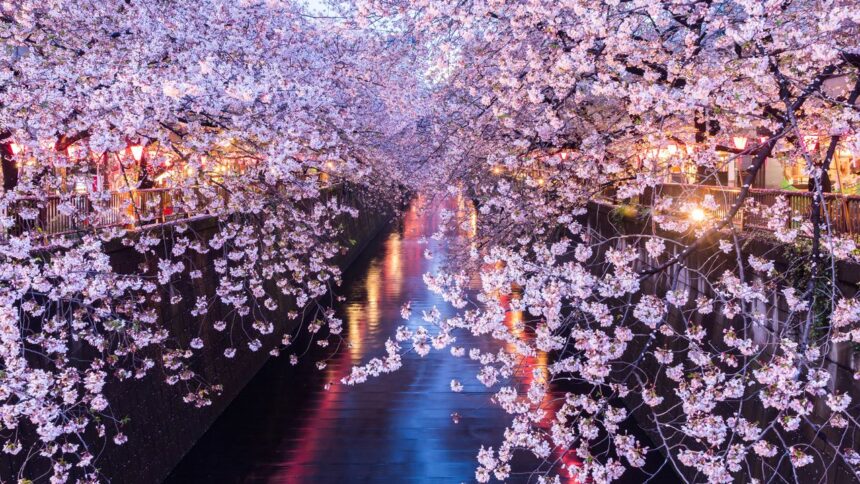 12 Jours de Voyage : Envolez-vous pour Tokyo pour 466 € pendant la Saison des Cerisiers en Fleurs