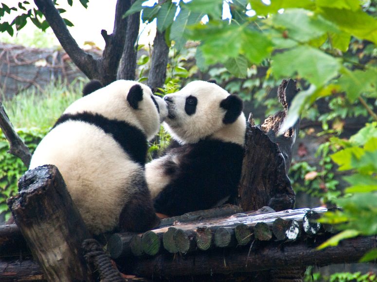 Cette image peut contenir des animaux, des ours, de la faune, des pandas géants et des mammifères.