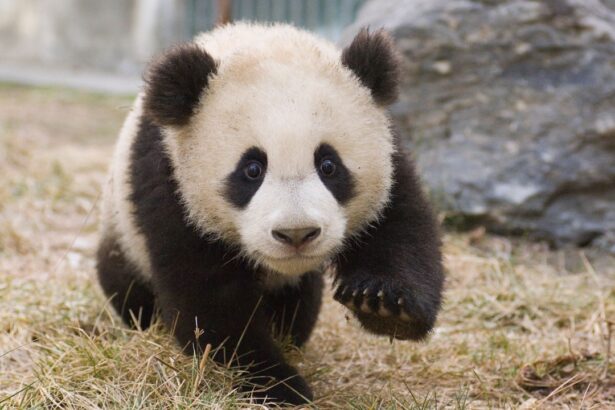 Découvrez les adorables oursons au nouveau centre panda de Chine