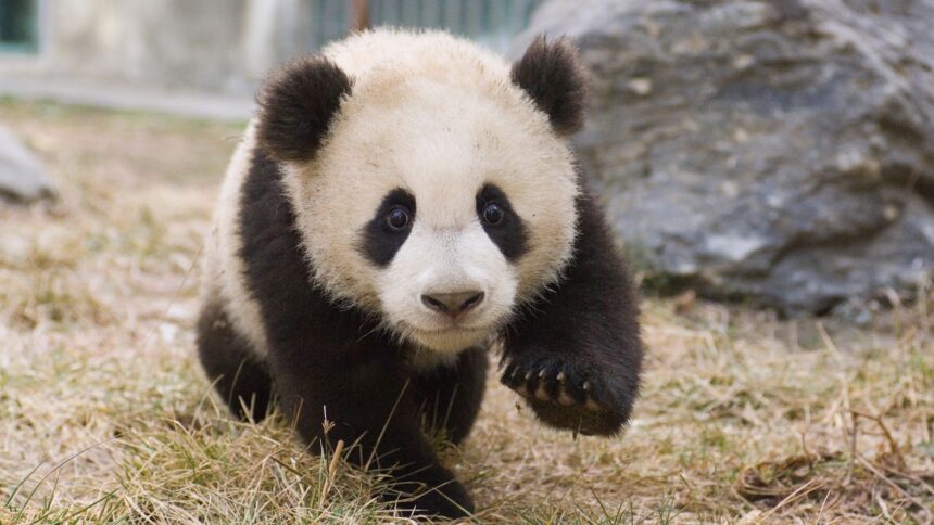 Découvrez les adorables oursons au nouveau centre panda de Chine