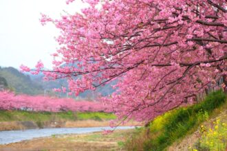 La saison des cerisiers en fleurs à Kawazu, Japon, est arrivée—Jetez un œil.