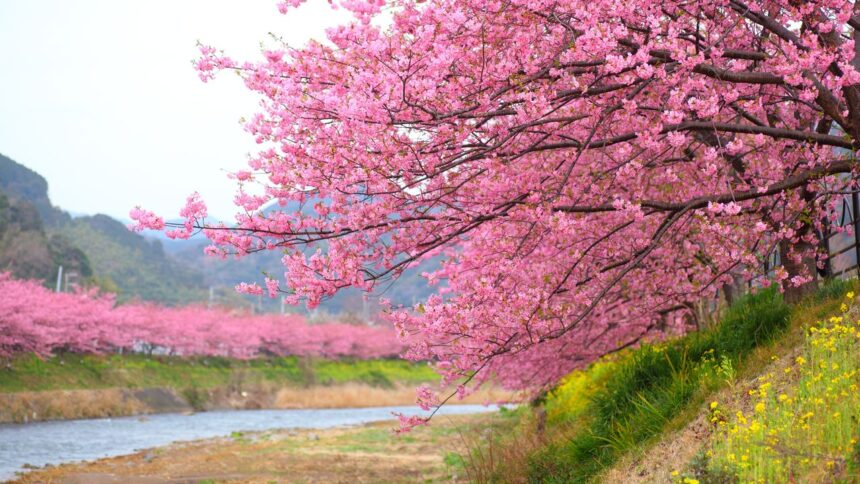 La saison des cerisiers en fleurs à Kawazu, Japon, est arrivée—Jetez un œil.