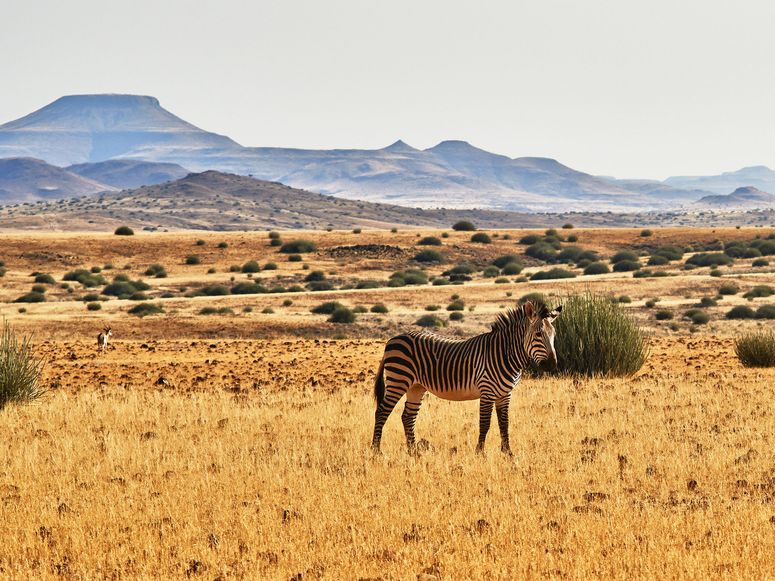 Image may contain: Animal, Wildlife, Mammal, Zebra, Savanna, Grassland, Field, Outdoors, and Nature