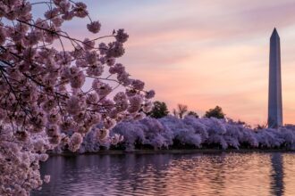 Des barres de fleur de cerisier japonais arrivent à Washington, D.C.