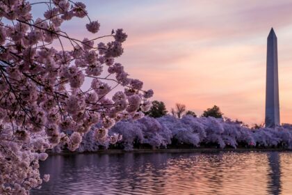 Des barres de fleur de cerisier japonais arrivent à Washington, D.C.