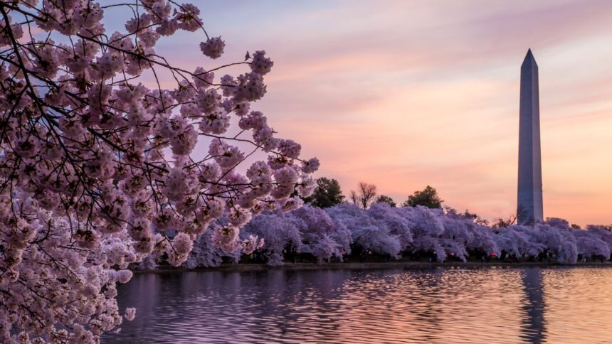 Des barres de fleur de cerisier japonais arrivent à Washington, D.C.