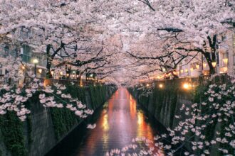 Le Meilleur Quartier de Tokyo pour Voir les Cerisiers en Fleurs au Japon
