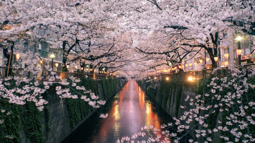 Le Meilleur Quartier de Tokyo pour Voir les Cerisiers en Fleurs au Japon