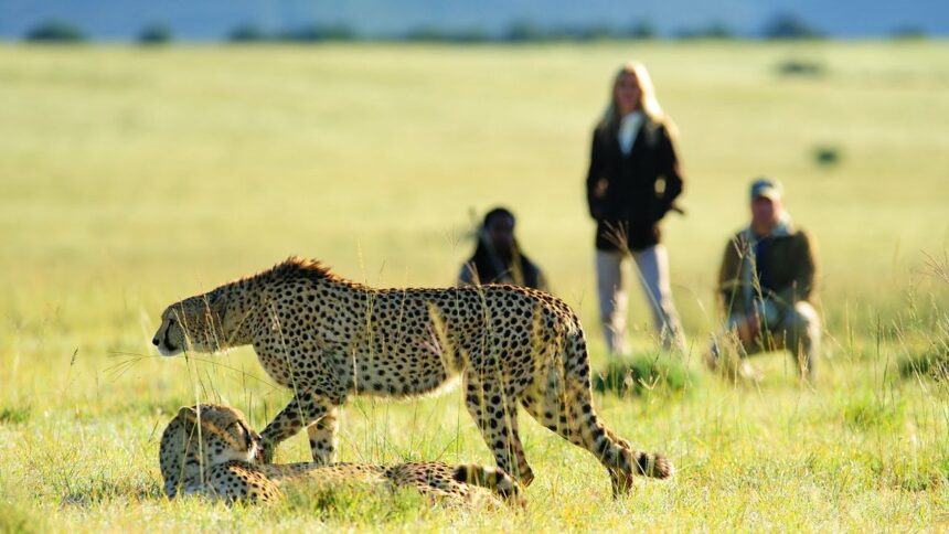 Promenade du côté sauvage : à quoi ressemble un safari à pied