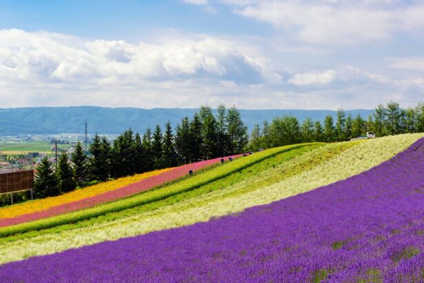 Guide des ryokans à Hokkaido : vivre l’hospitalité japonaise authentique